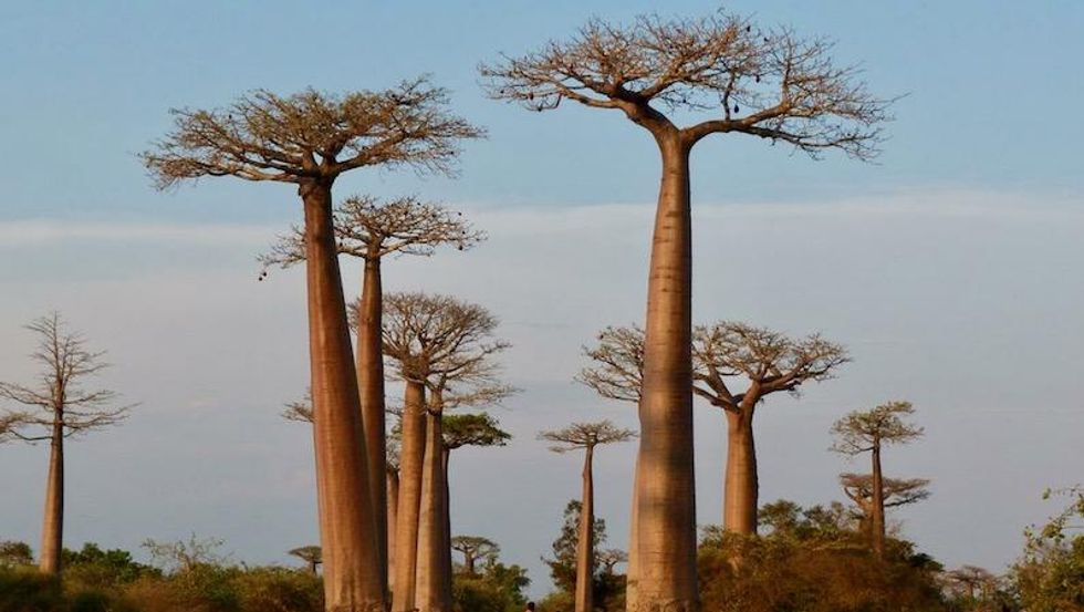 A third of global tree species threatened with extinction