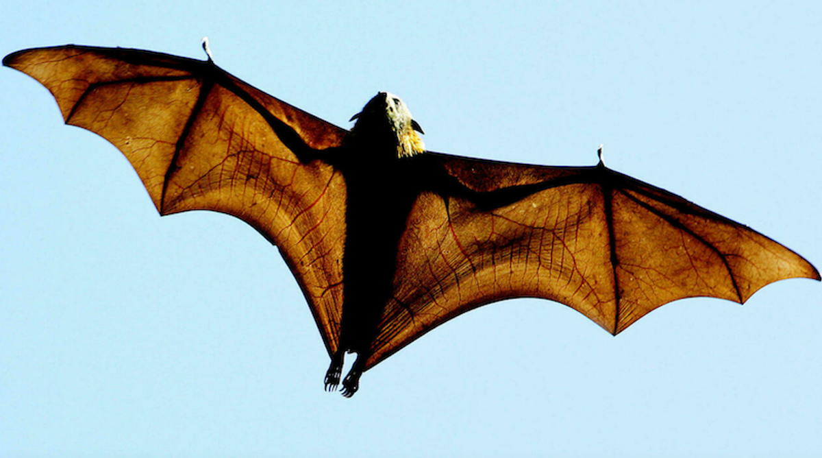 Why don’t fruit bats get diabetes?