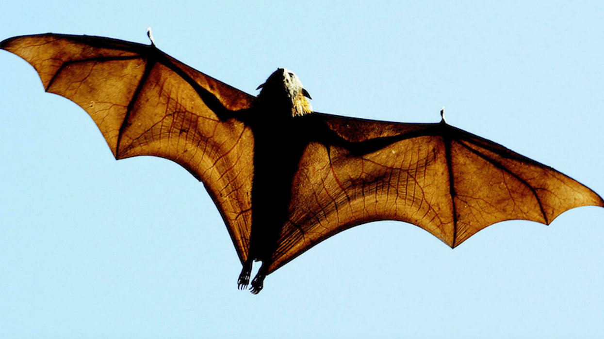 'Astonishing' study shows infant deaths rise in U.S. when bat populations fall
