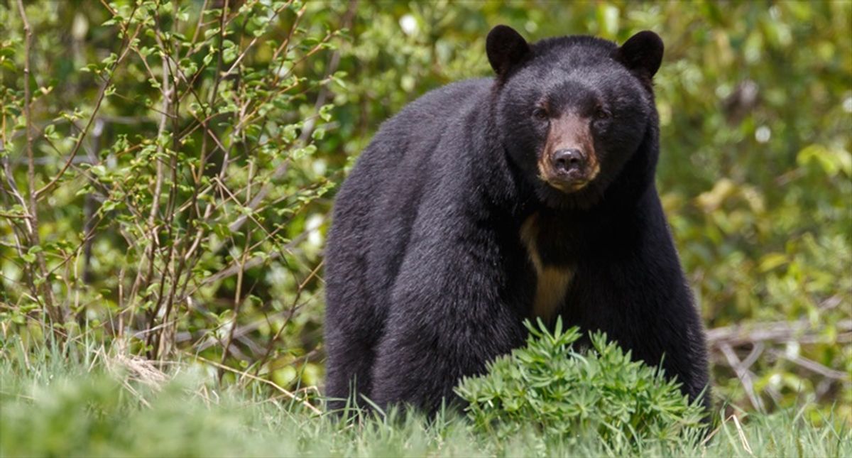 Zoo sued after bears mangle toddler's arm