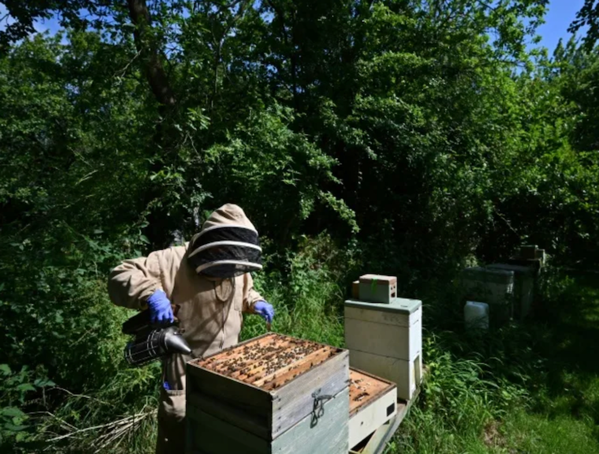 UK beekeepers and scientists tackle sticky problem of honey fraud