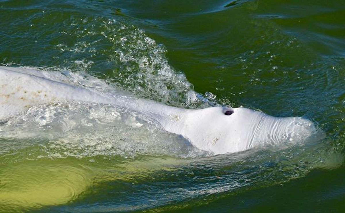 France readies 'exceptional' rescue of beluga astray in Seine