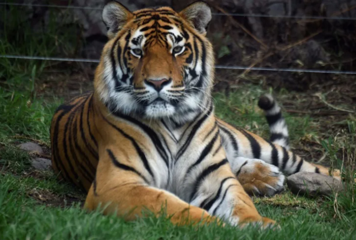 Trio of rare tiger cubs spotted in Thai national park