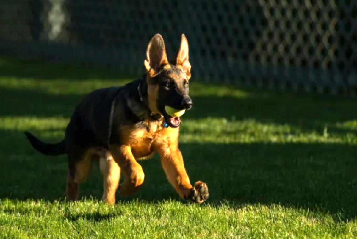 'Have a safe shift!': Biden reportedly stood by as his dog attacked Secret Service agents