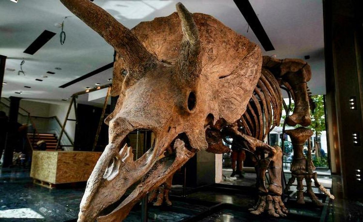 Meet 'Big John': World's biggest triceratops on sale in Paris