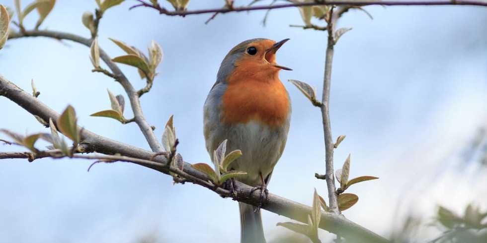 Listening to birdsongs might help to alleviate anxiety and paranoia