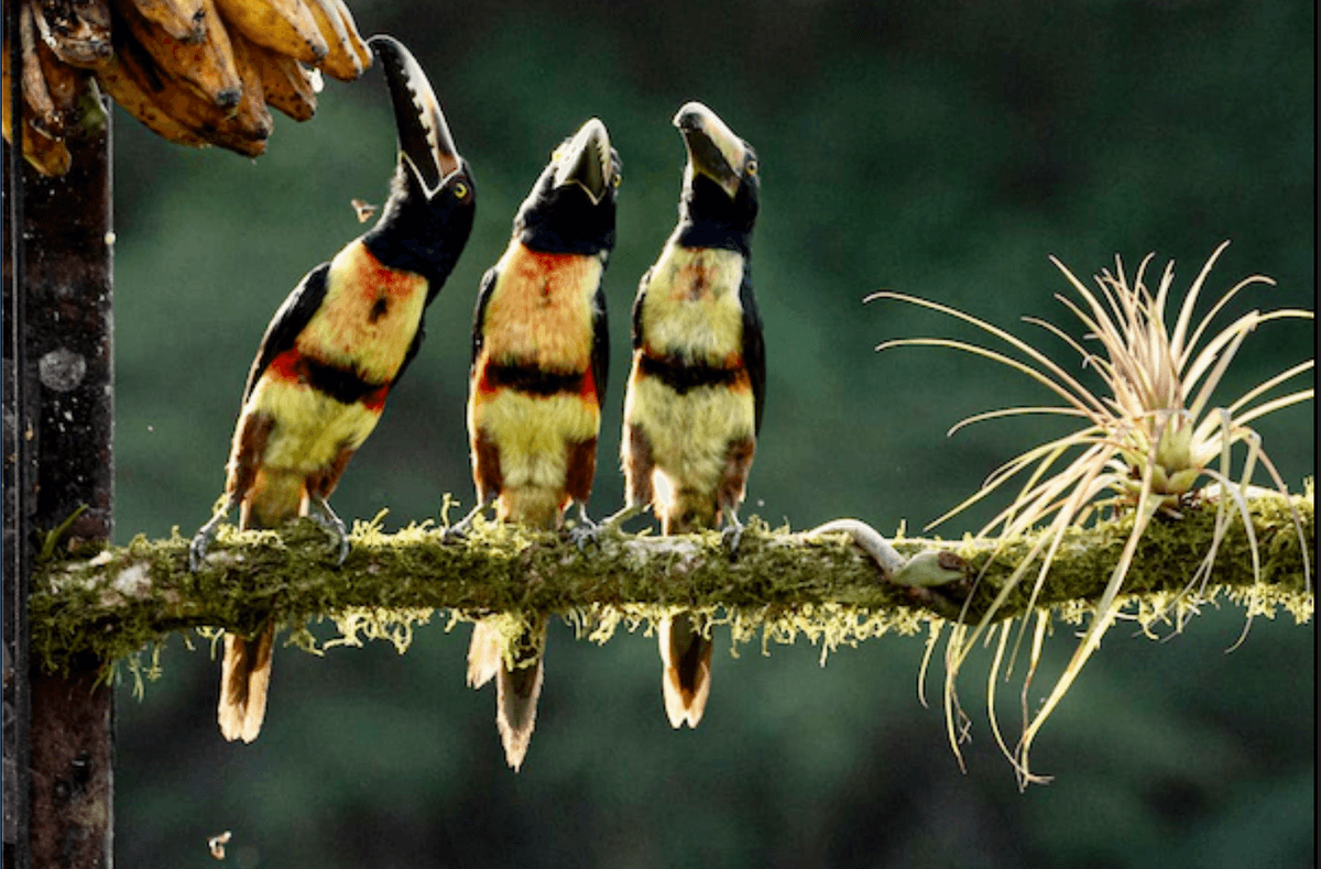 Tropical climates are the most biodiverse on Earth − but it’s not only because of how warm and wet they are