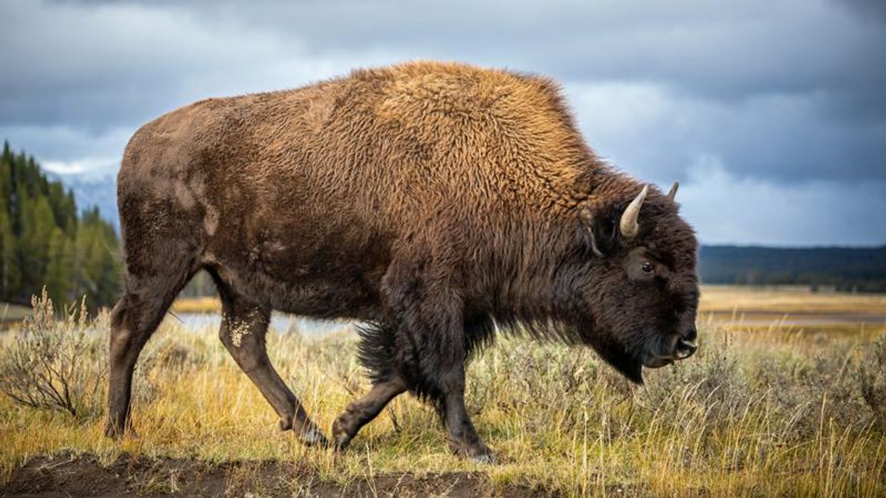 More than 45,000 people volunteer to kill 12 bison in US national park