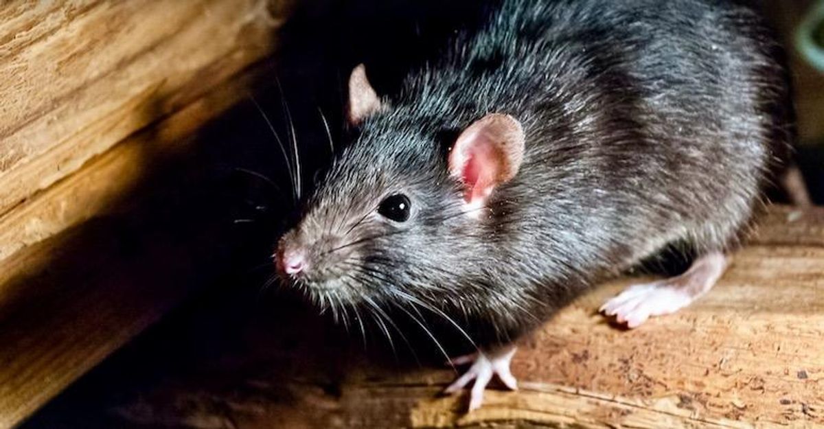 Rat earns world record for sniffing landmines in Cambodia