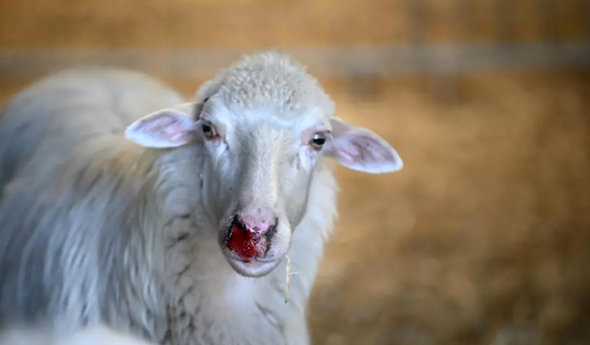 Sardinia's sheep farmers battle bluetongue as climate warms