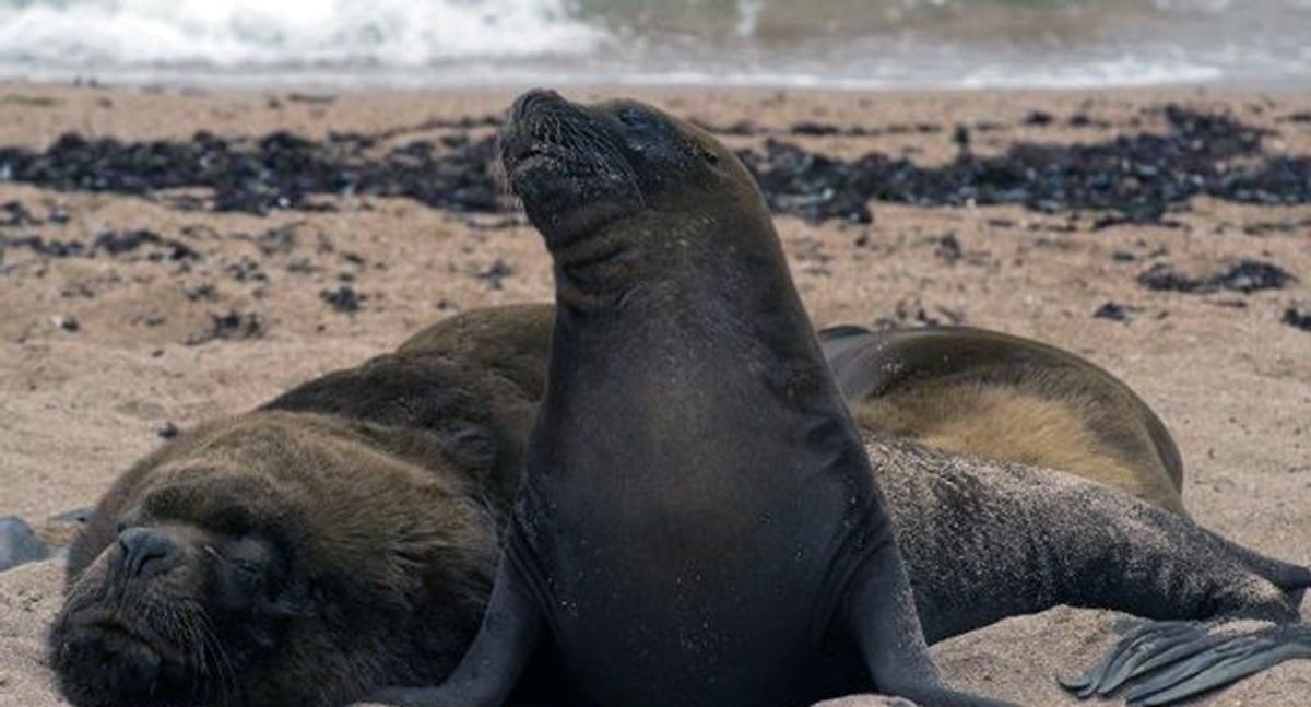 Girl kicked off San Diego beach after stoning a sea lion