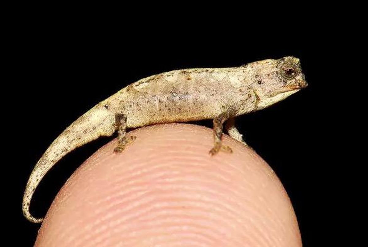 World's tiniest reptile found in Madagascar
