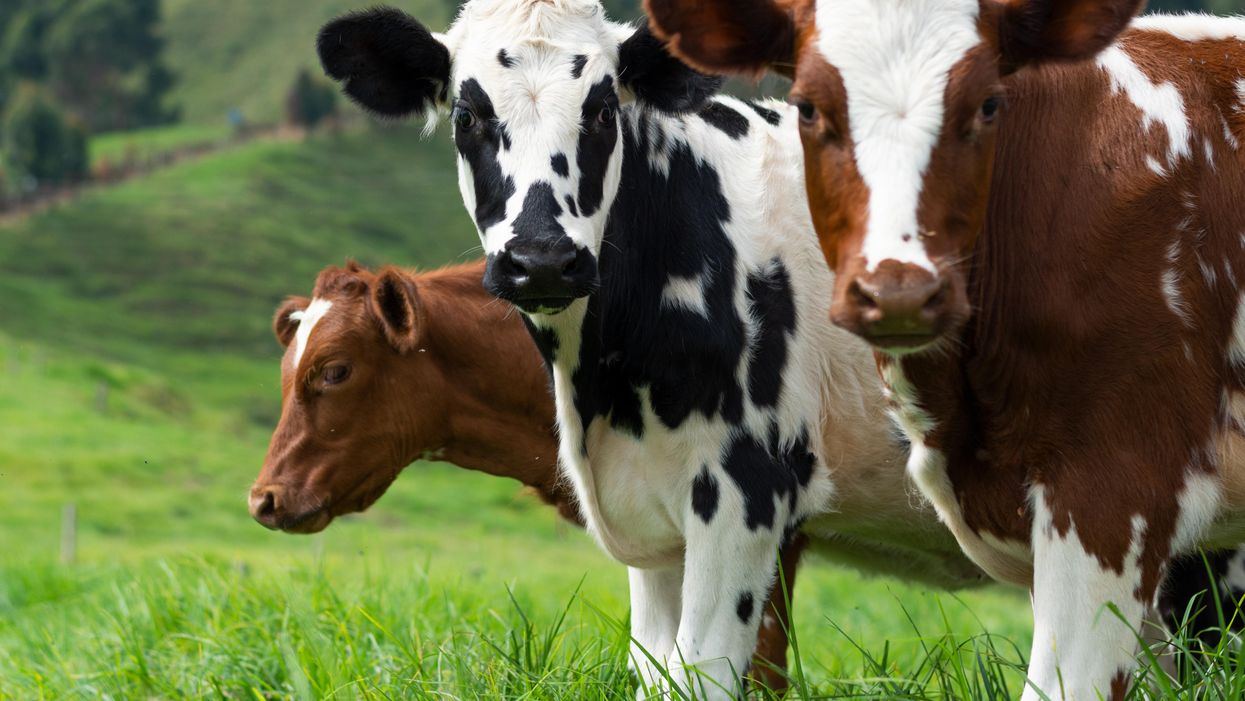 The meat paradox: how your brain wrestles with the ethics of eating animals