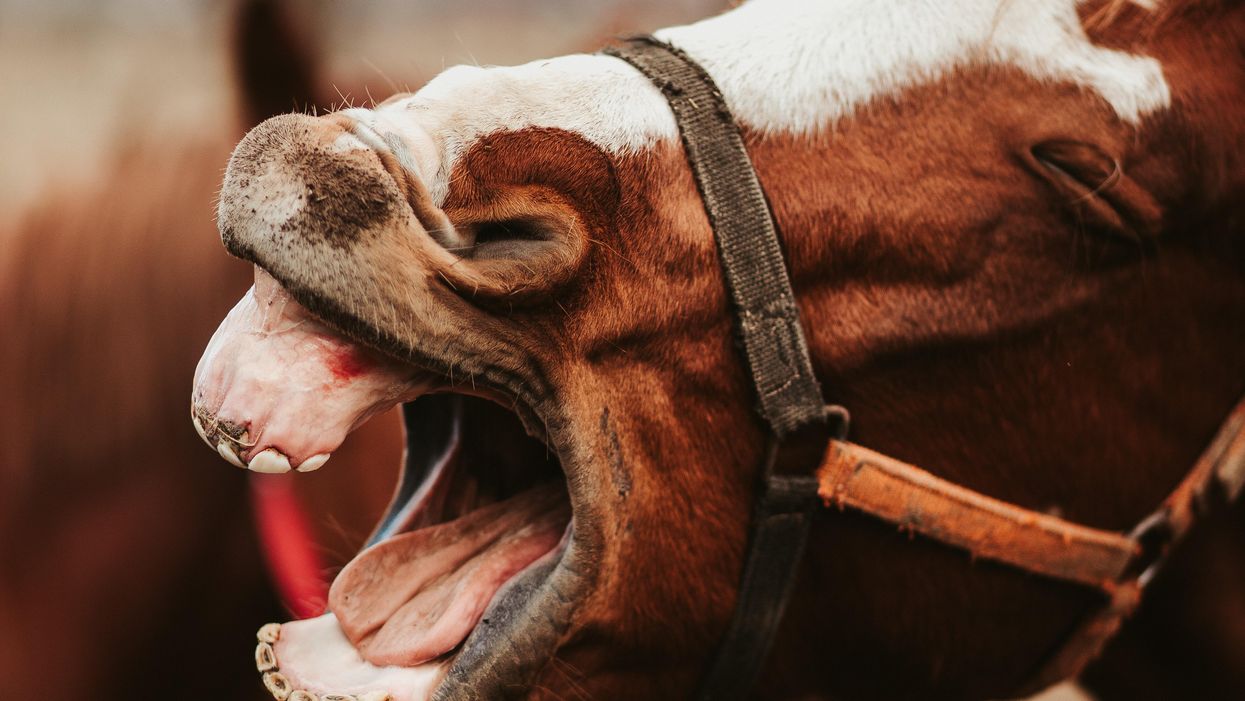 Tennessee GOP lawmakers push 'horse paste' treatment despite FDA warning