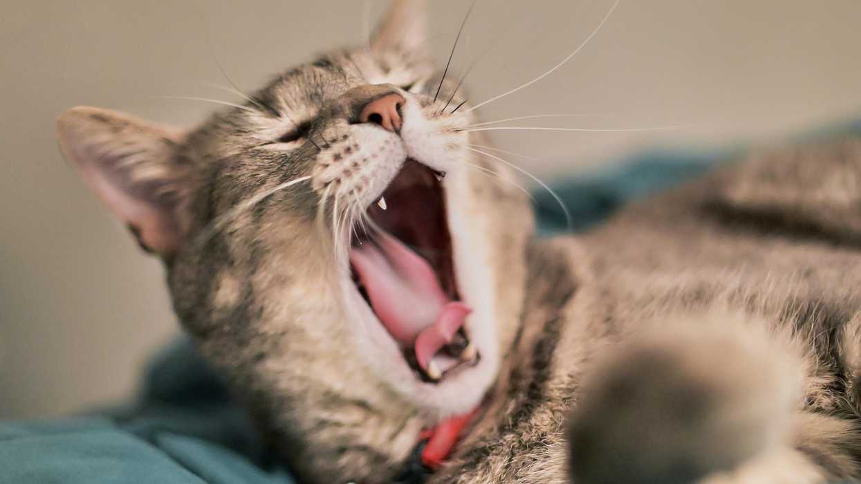 Scientists aren't sure why our eyes move rapidly during sleep. A new study offers a novel theory