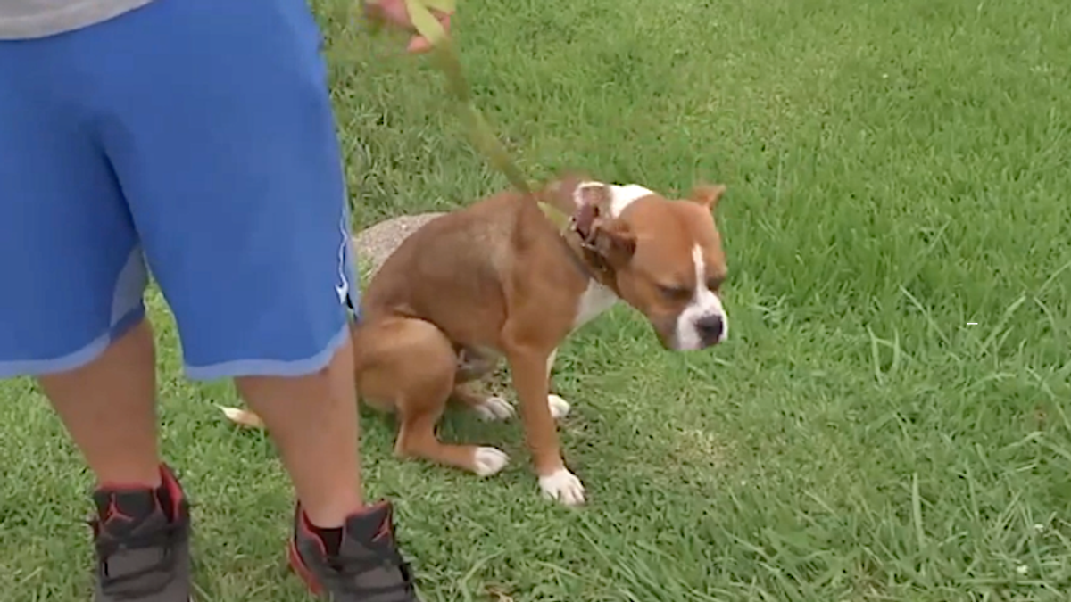 Texas mom accidentally shoots her own child while firing gunshots at roaming puppy