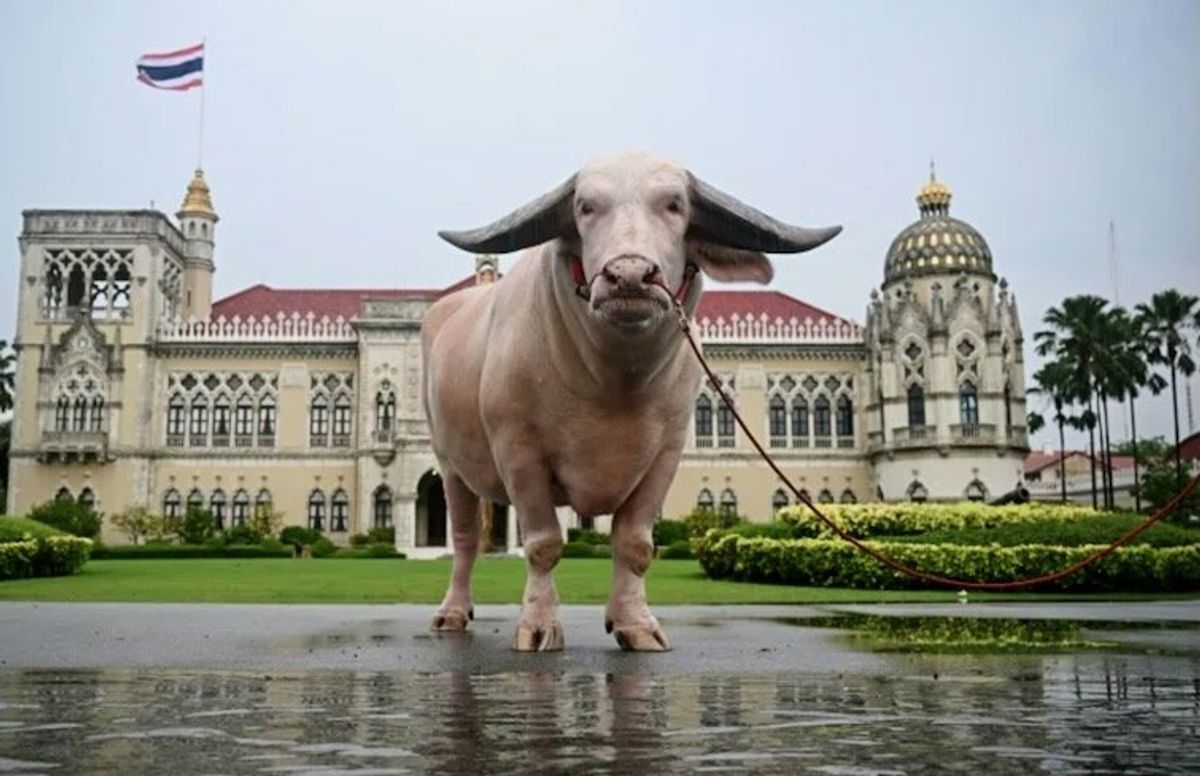 Thai PM meets $500,000 albino buffalo in 'soft power' push