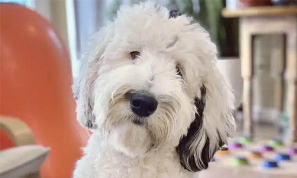 Can any animal learn to speak with buttons like Bunny the 'talking' dog does?
