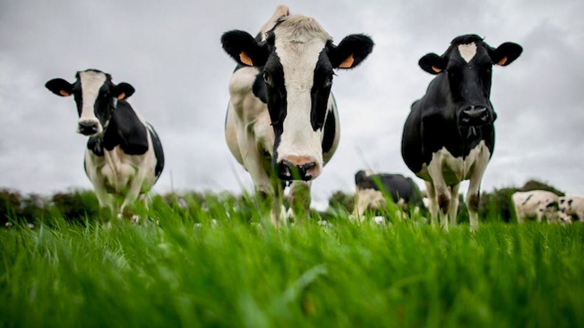 U.S. reports 2nd human case of bird flu tied to dairy cow outbreak