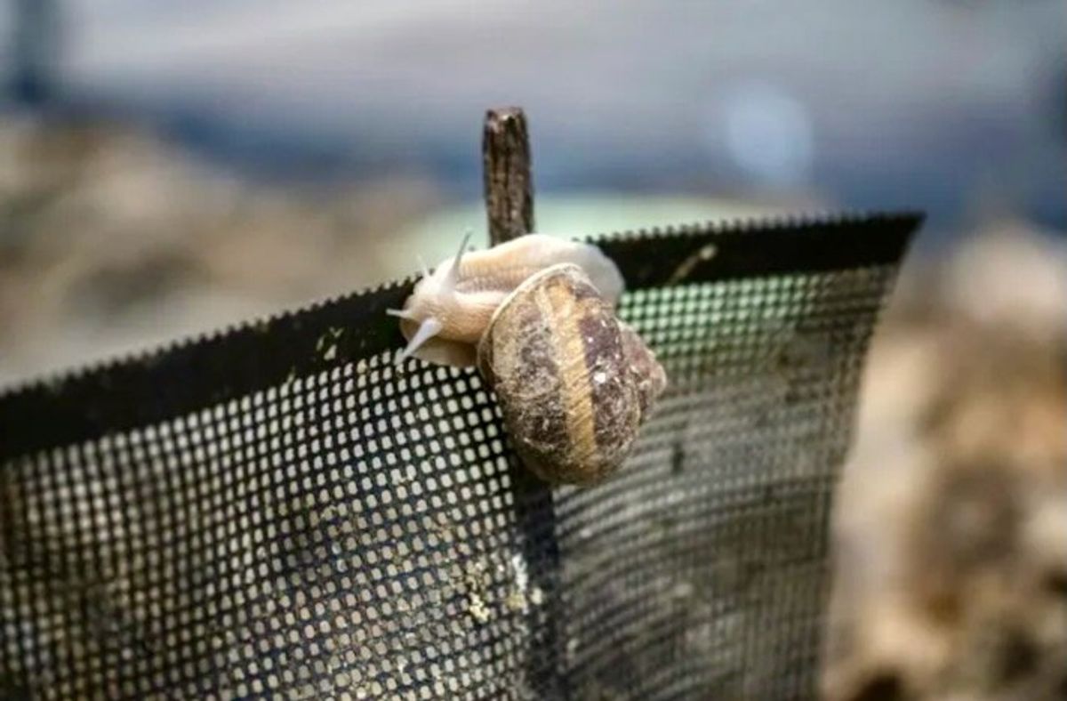 Japan's escargot entrepreneur achieves the 'impossible'