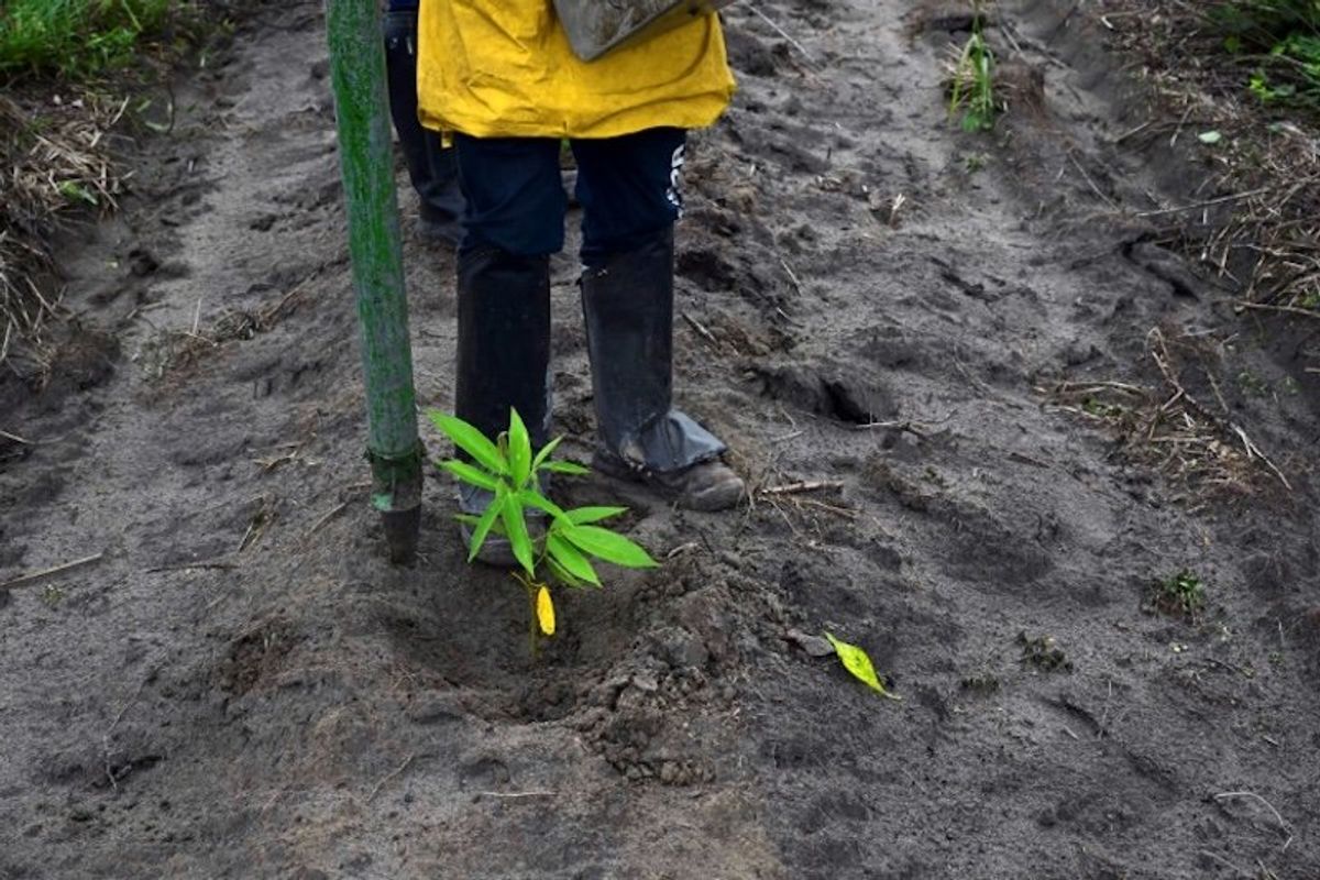 In Brazil, an Amazon reforestation project seeks to redeem carbon markets