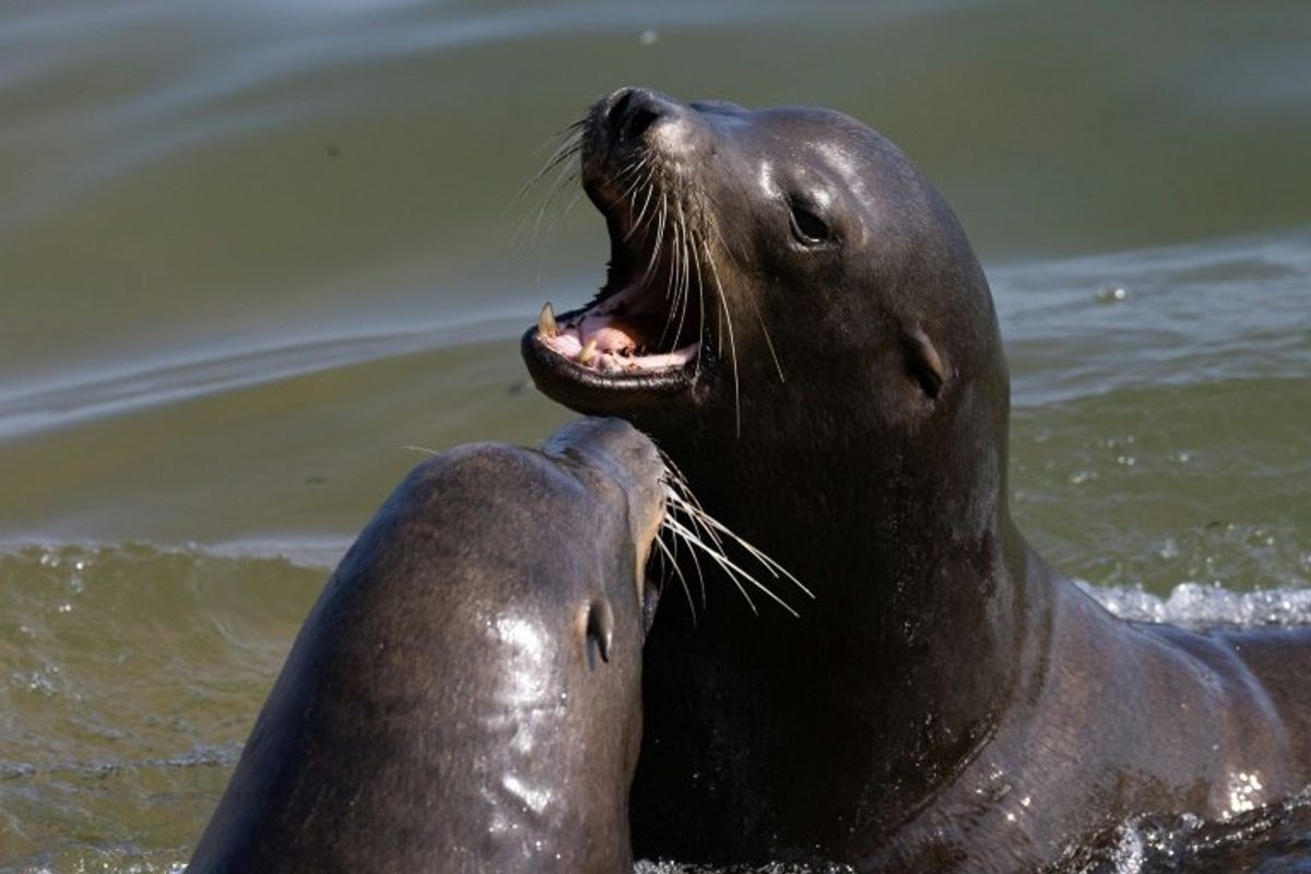 US hunts man who decapitated California sea lion