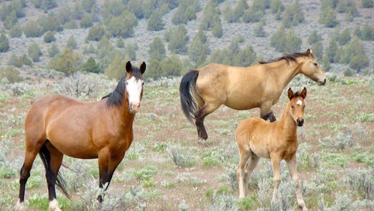 Some conservatives are eating horse dewormer to treat COVID-19 and it's 'got out of hand fast': reporter