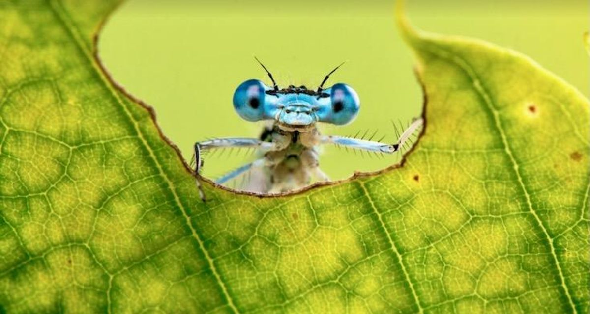 Insects may feel pain, says growing evidence – here’s what this means for animal welfare laws
