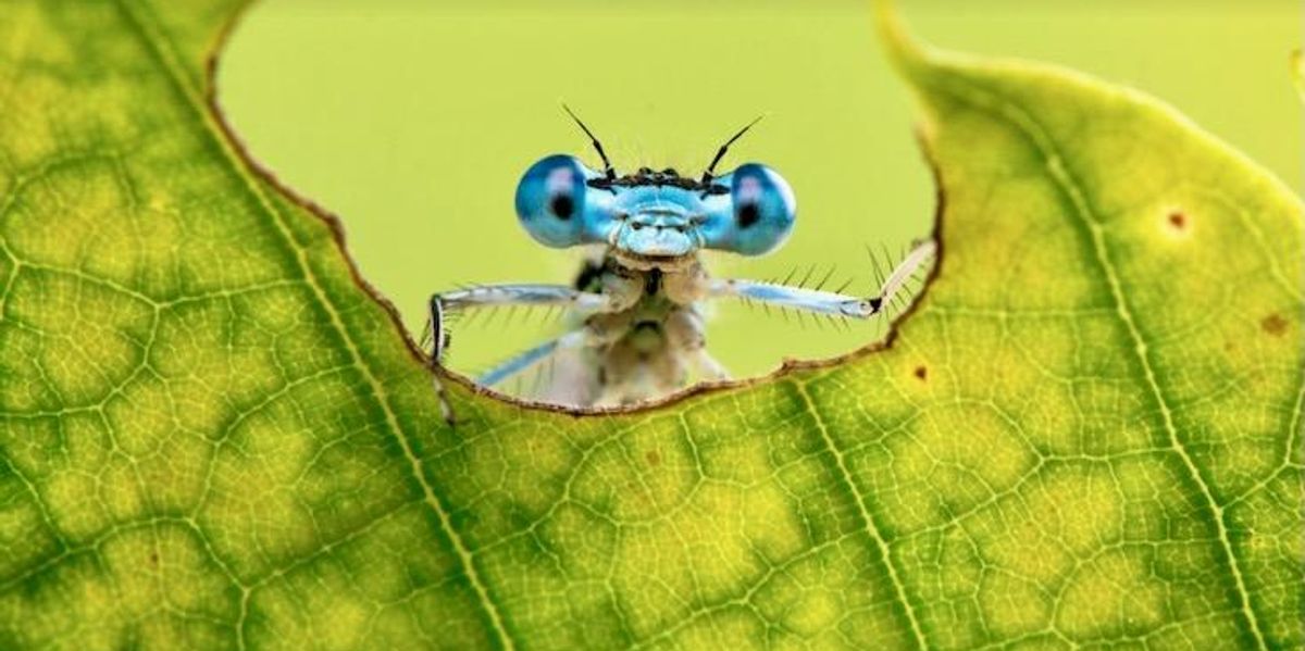 Insects may feel pain, says growing evidence – here’s what this means ...