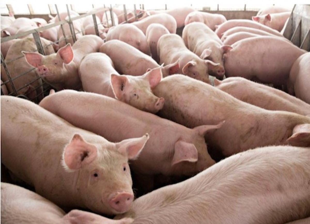 It’s hard to ignore some facts about the largest hog Confined Animal