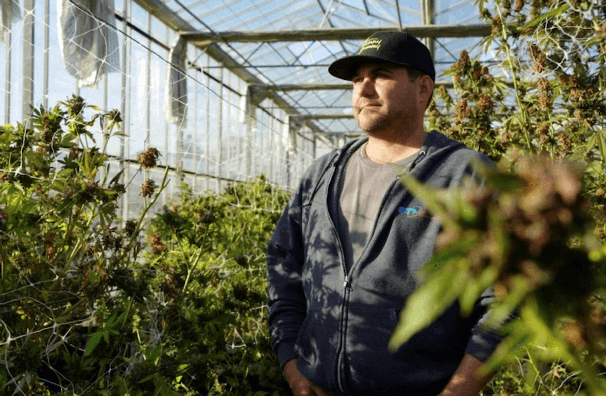 High stakes for weed growers amid slow N.Y. legalization rollout