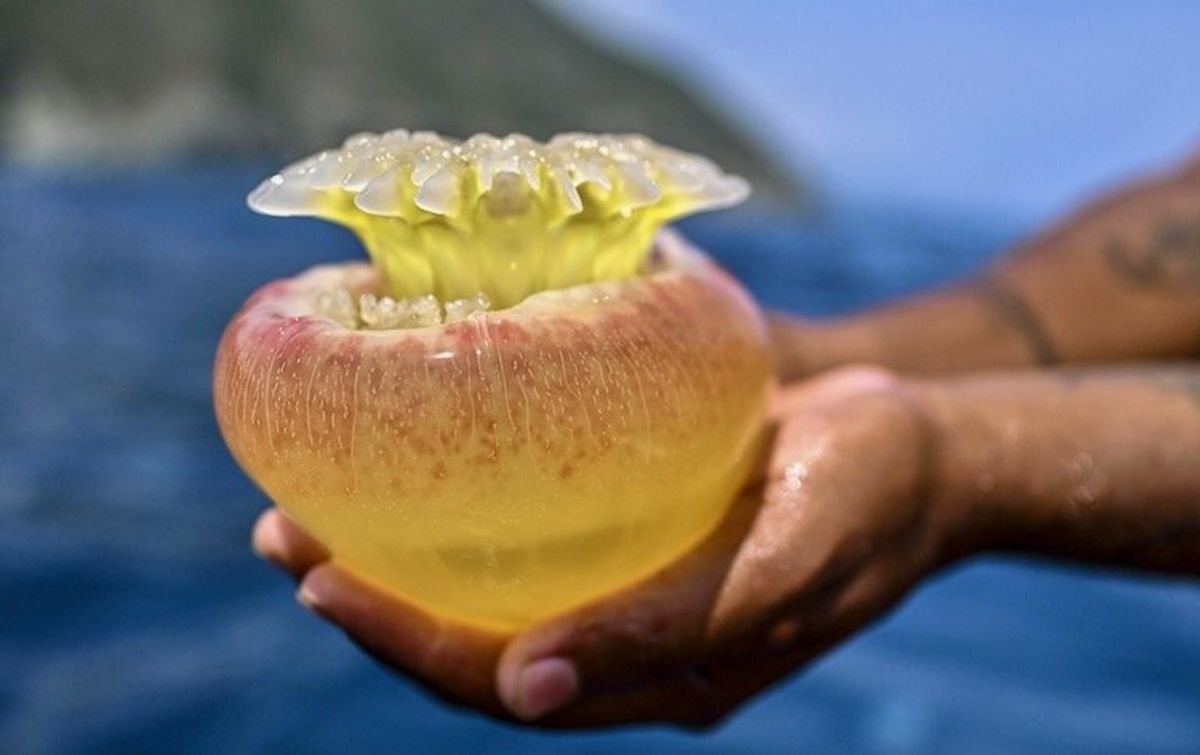 Jellyfish invade Venezuelan waters, worrying fishermen