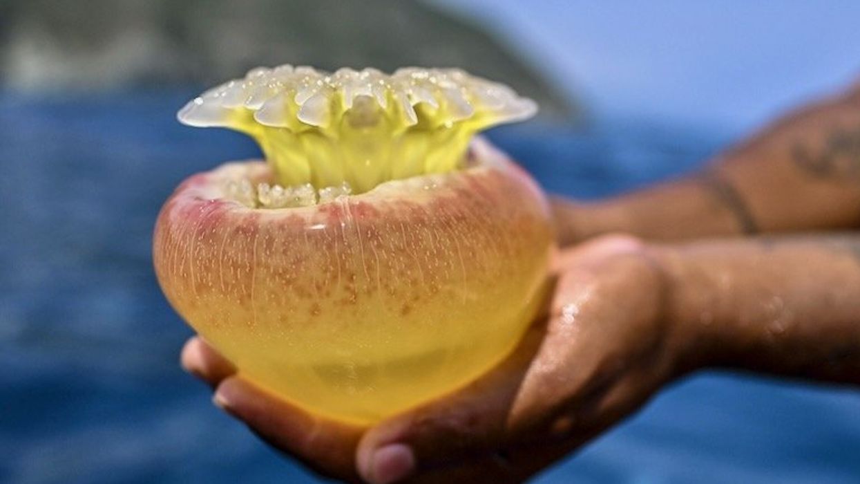 Jellyfish invade Venezuelan waters, worrying fishermen