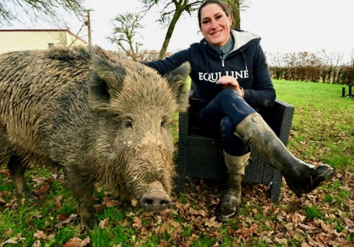 Pet boar gets to stay with French owner, for now: court