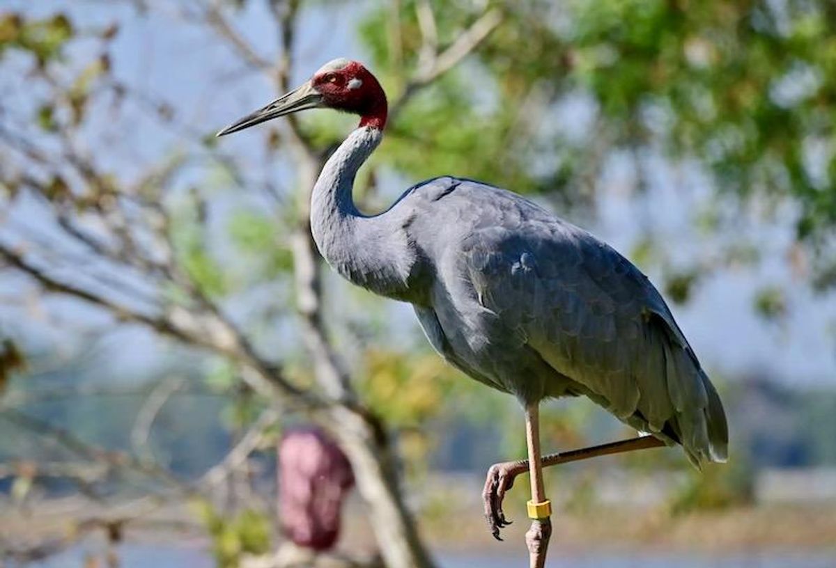 Fly away home: rare Eastern Sarus cranes released in Thailand