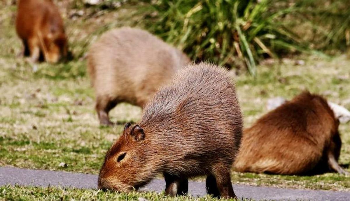 Ecuador, Colombia slam use of wild animal species after MasterChef episode