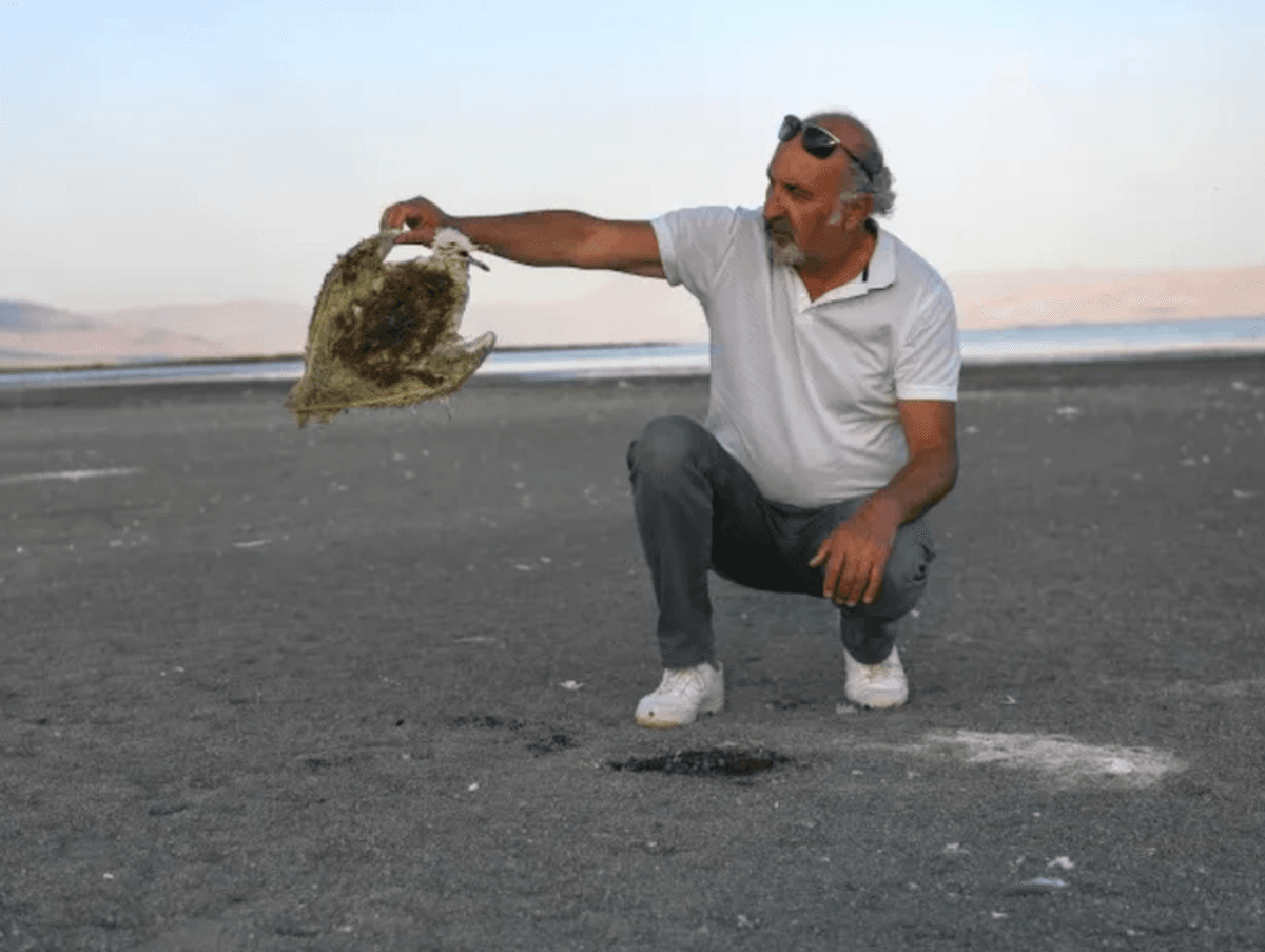 'Animals are thirsty': Dust and bones on Turkey's shrinking lake