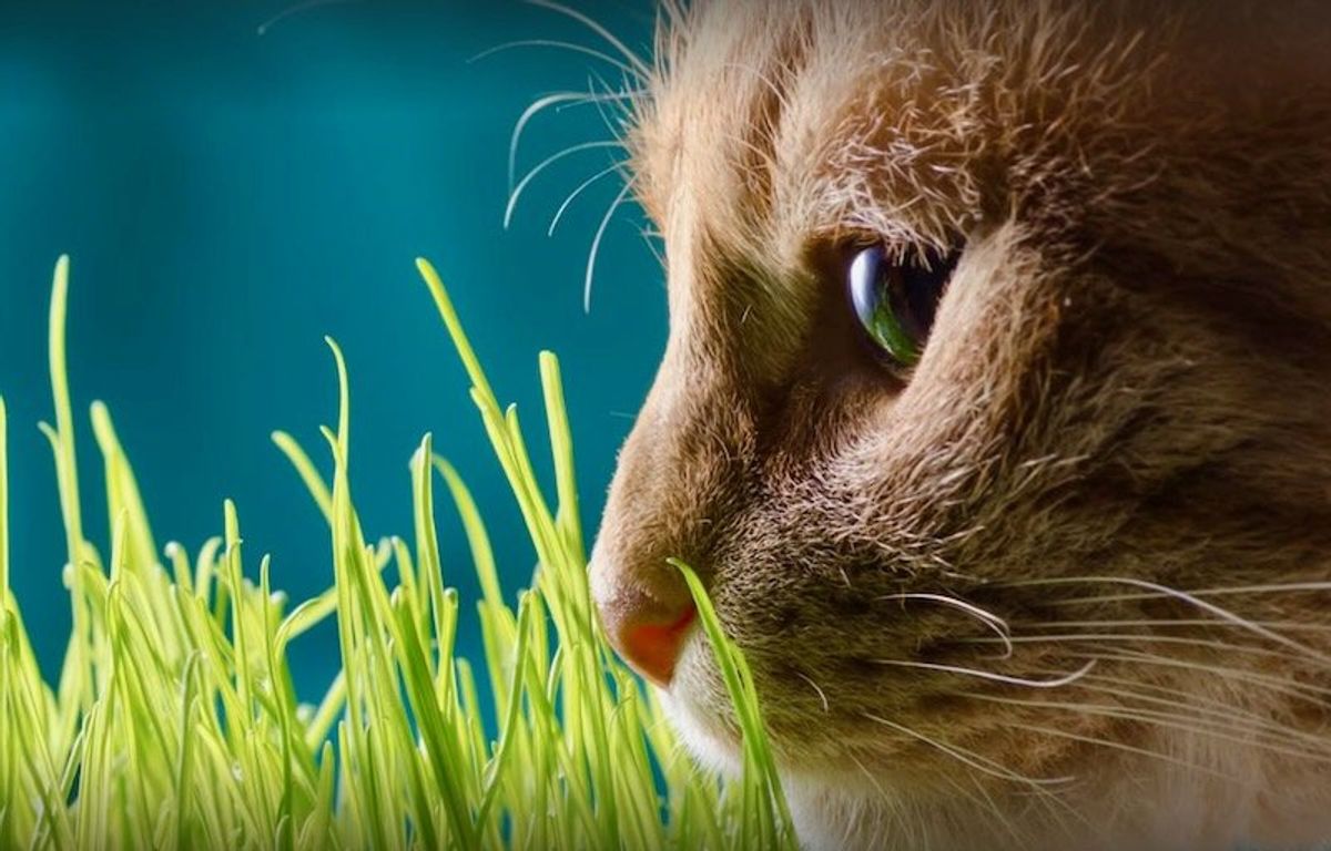 Are catnip and treats like it safe for cats? Here’s how they affect their minds and moods