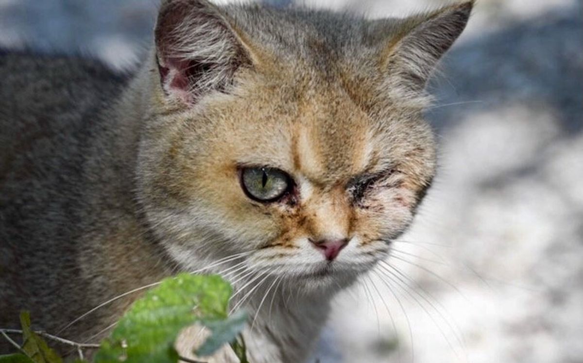 China's animal lovers fight illegal cat meat trade