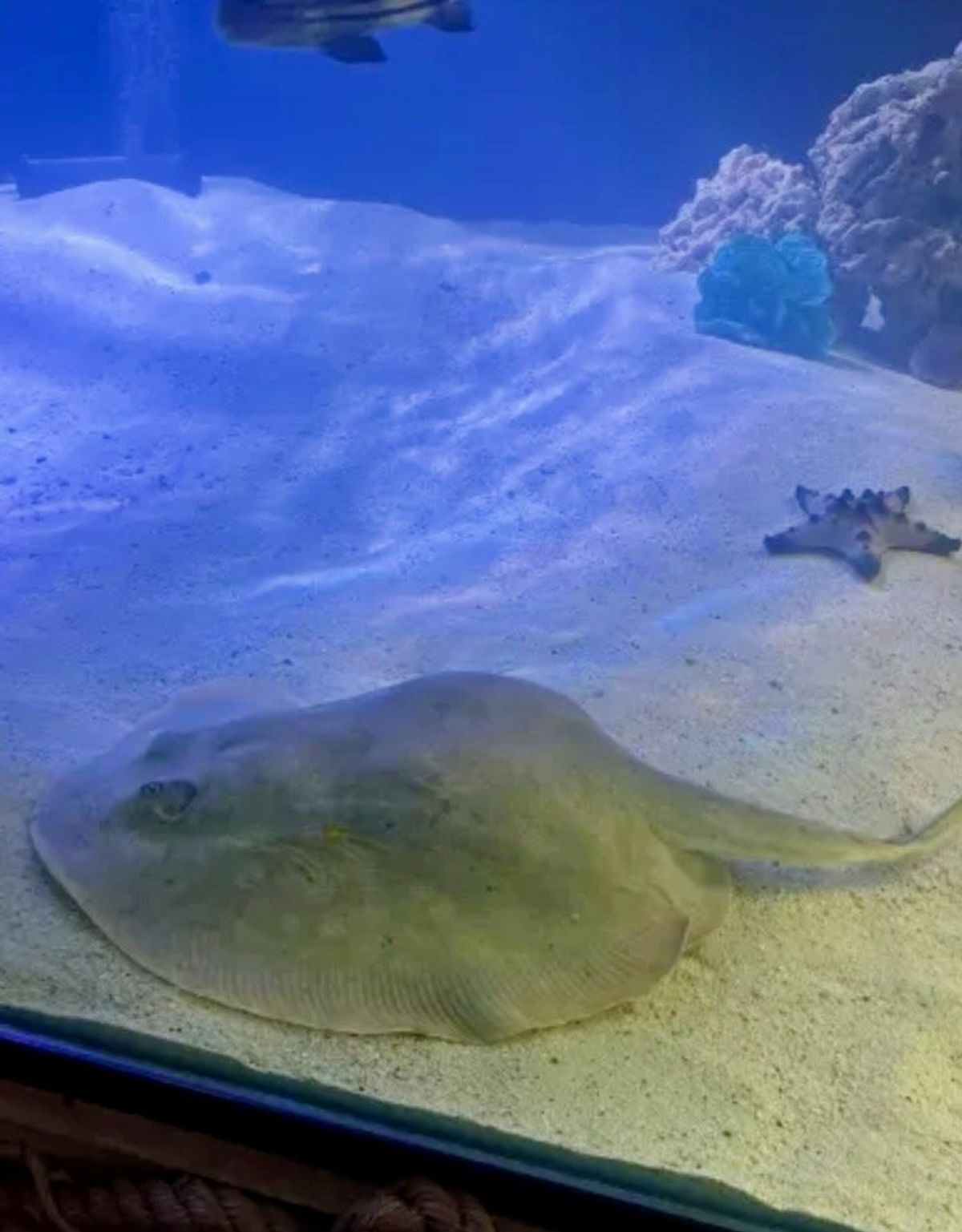 'Virgin' stingray expecting offspring in small-town U.S. aquarium