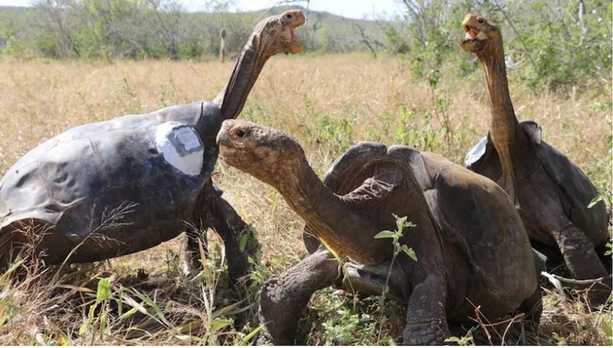 Galapagos island gets 36 endangered giant tortoises