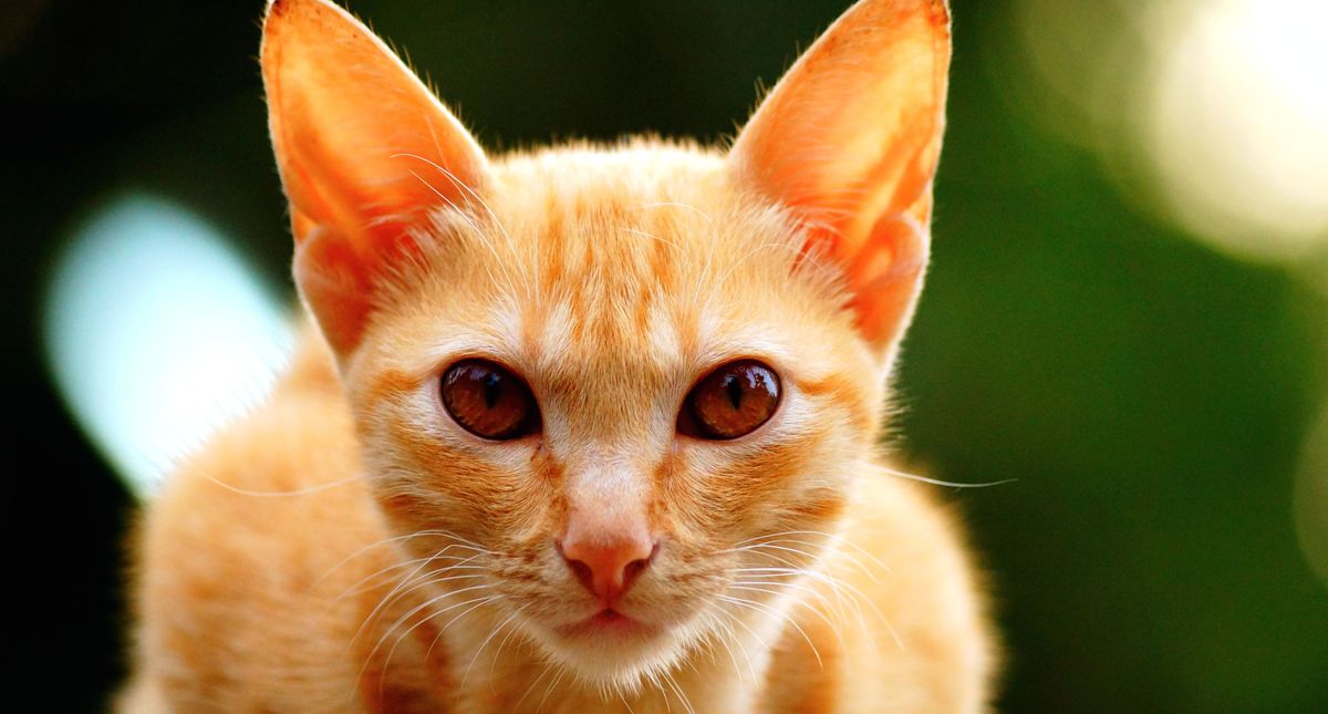 5 tips from a vet to help your feline friend live their best life