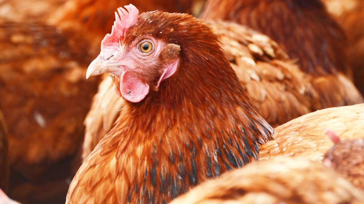 Trump White House blames high egg costs on Biden's 'mass killing' of chickens
