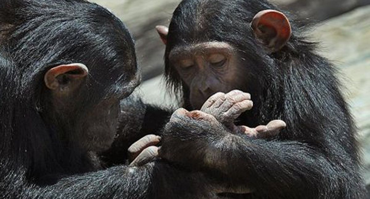 Chimpanzees rub insects on open wounds – new research suggests treating others may not be uniquely human