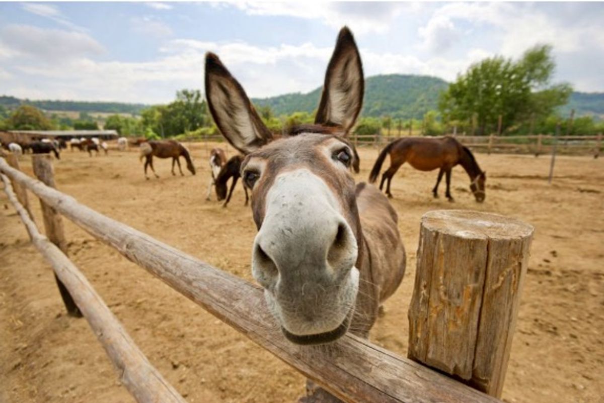 Oklahoma Republican's bill to deregulate donkey milk raises eyebrows