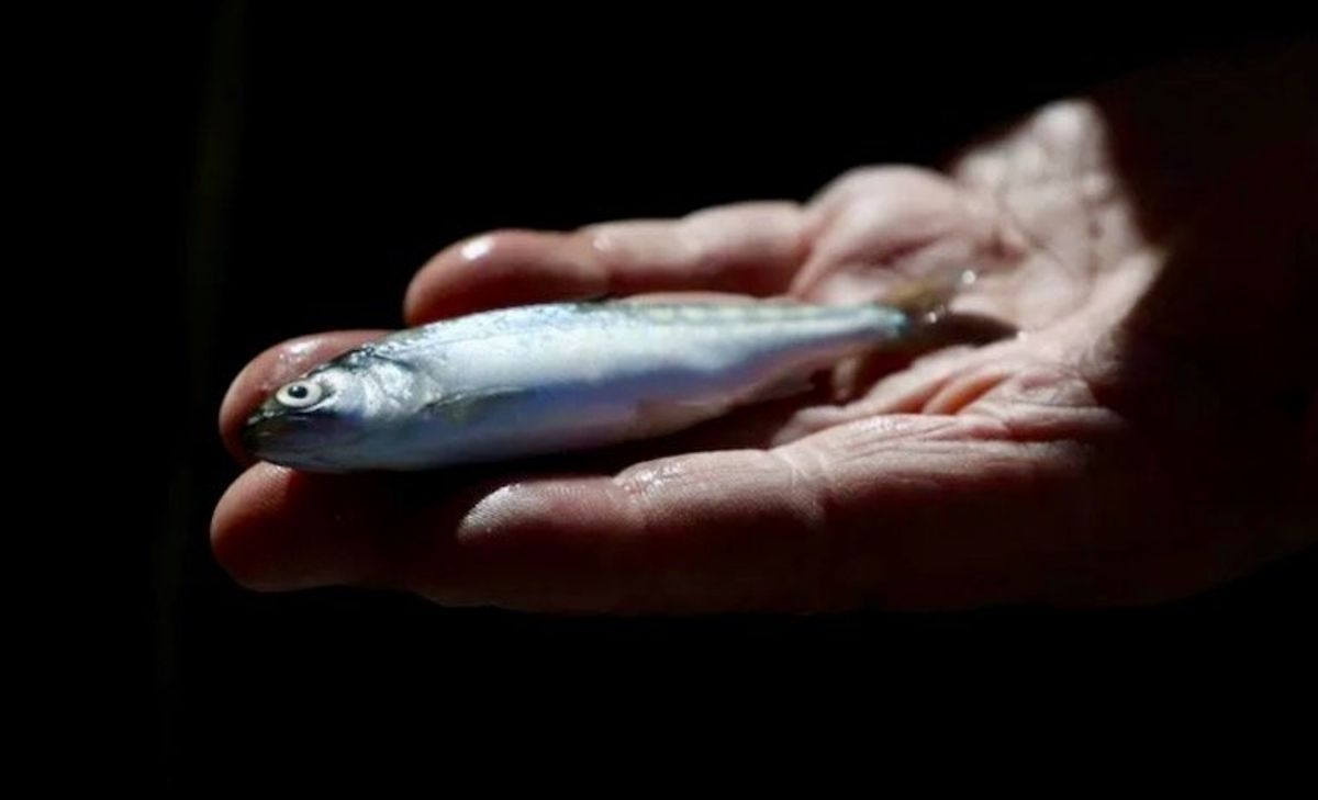 Thousands of salmon escape truck crash into nearby river