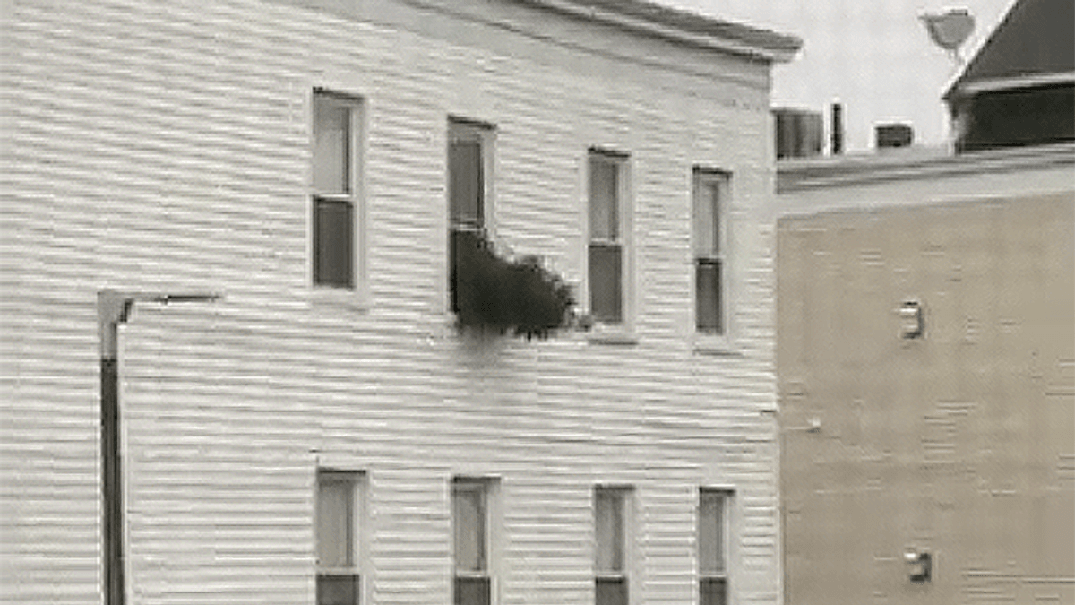 One Boston resident made it clear he was finished with Christmas by trashing his tree early