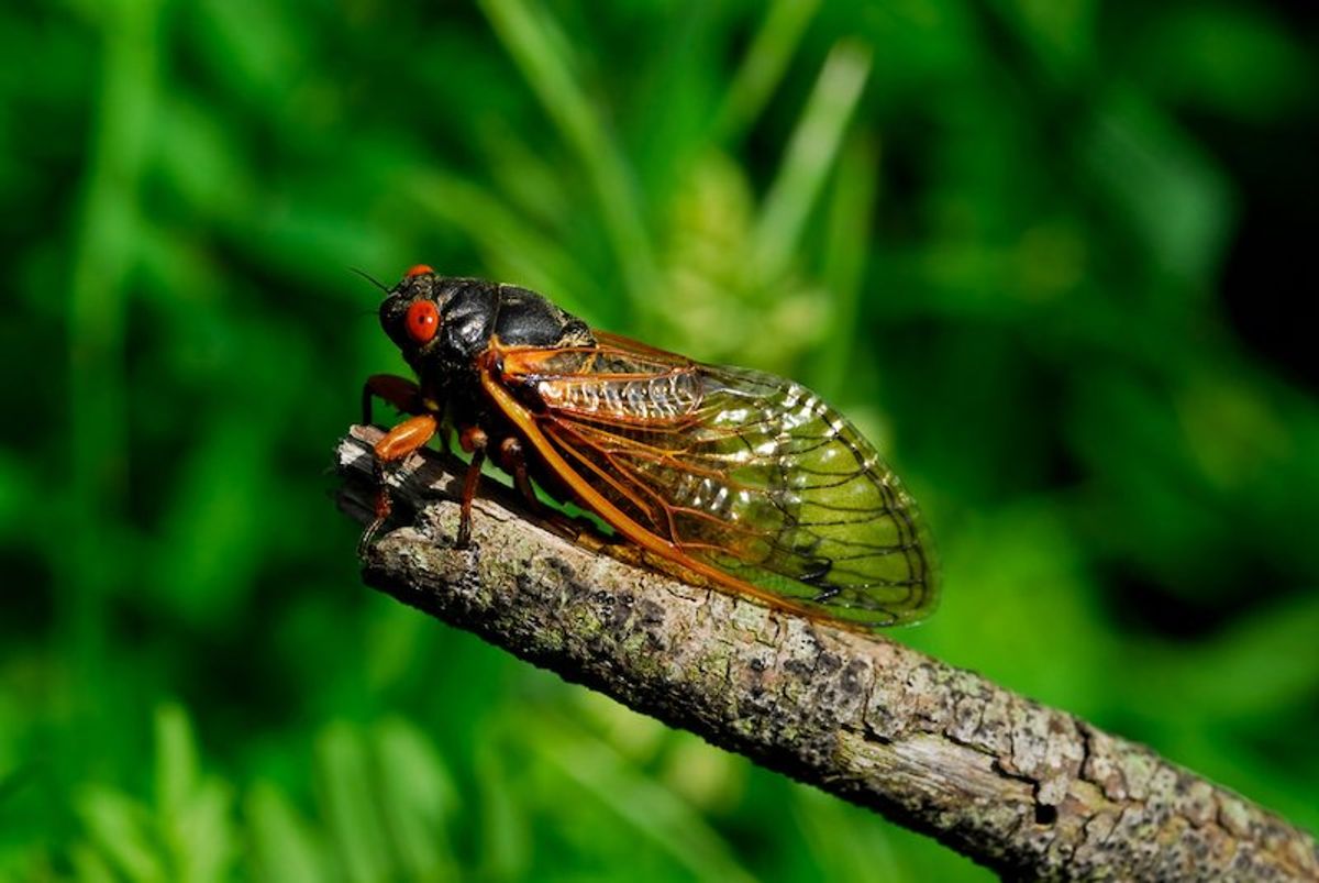Cicadas could hold the secret to self-cleaning surfaces – new study