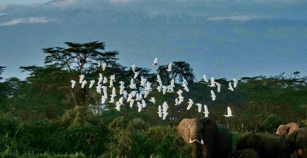 African mountain forests store more carbon than thought: study