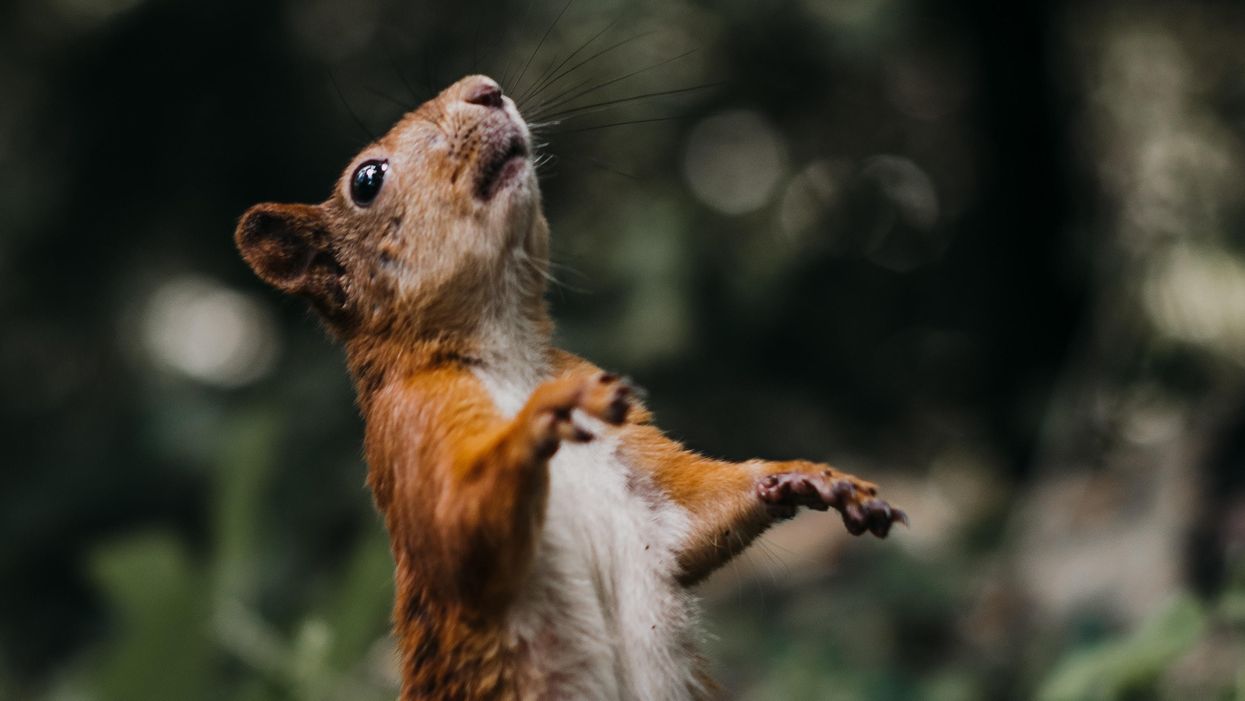 Allow me to introduce myself: Squirrels use rattle calls to identify themselves